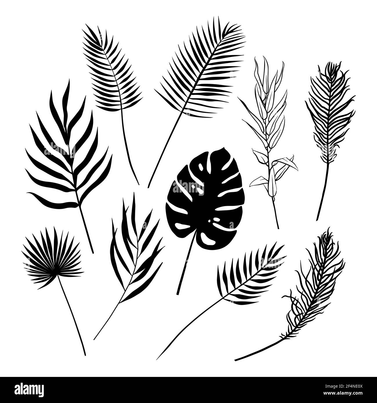 Ensemble de feuilles tropicales vectorielles. Style Doodle. Convient pour la conception, l'impression, la décoration, les textiles, le papier et les colorants. Illustration de Vecteur