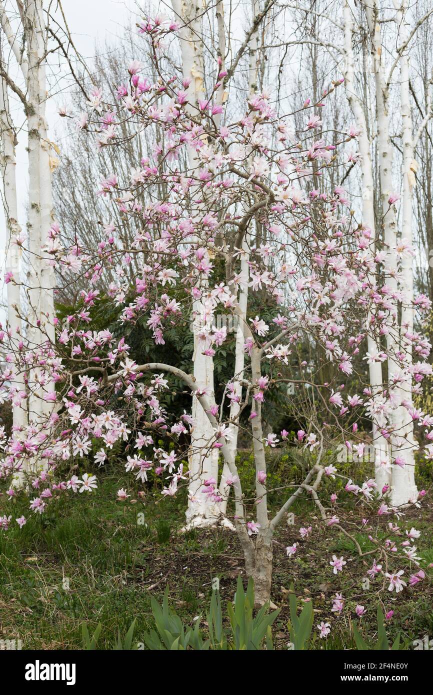 Magnolia x loebneri 'Leonard Messel'. Banque D'Images