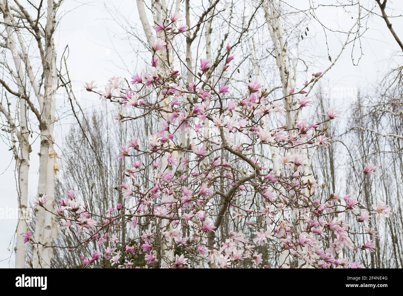 Magnolia x loebneri 'Leonard Messel'. Banque D'Images