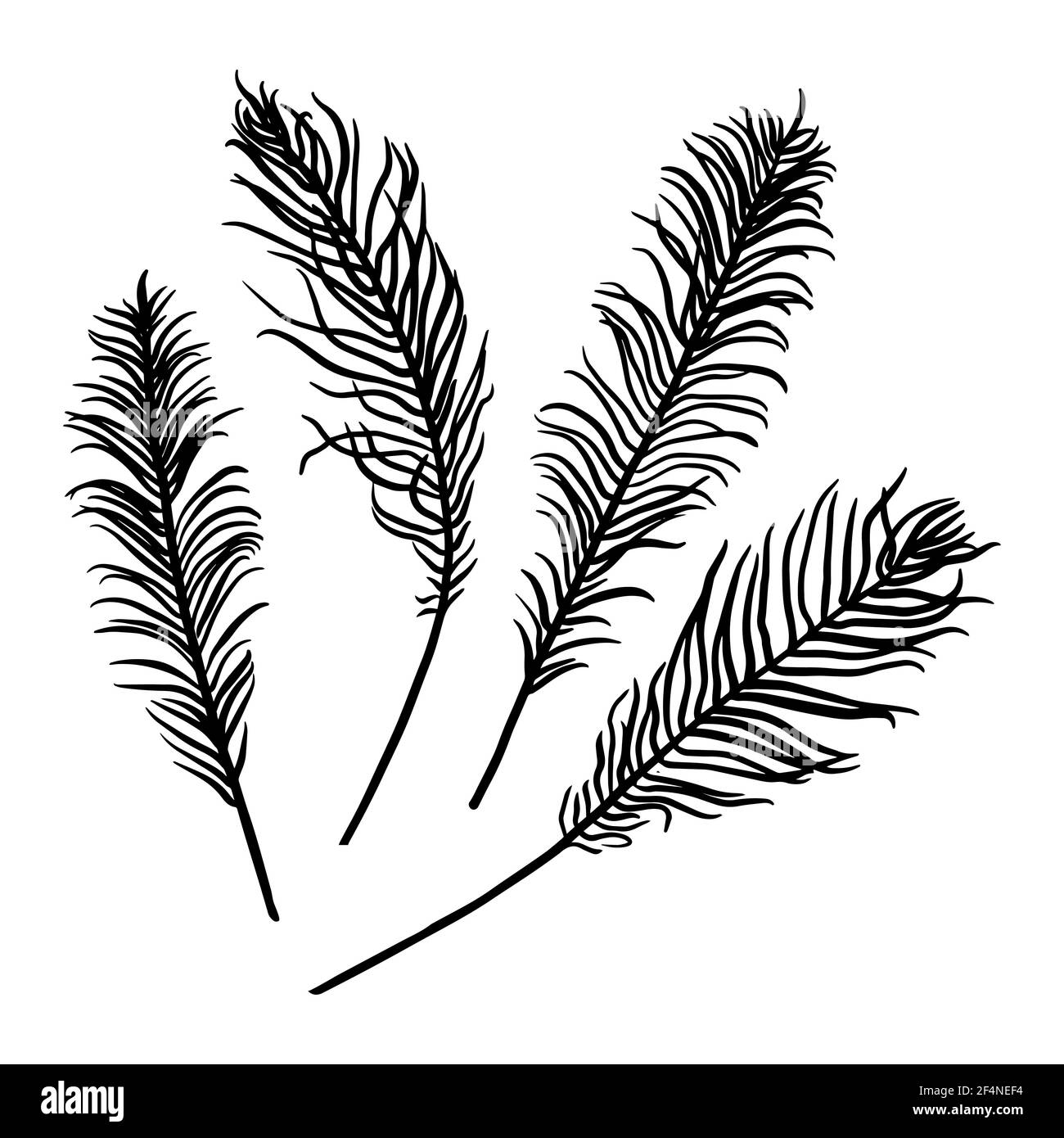 Ensemble de feuilles de fougères isolées sur fond blanc. Tracé de contour à la main. Style Doodle Illustration de Vecteur Ensemble de feuilles de fougères isolées sur fond blanc. Tracé de contour à la main. Style Doodle Illustration de Vecteur