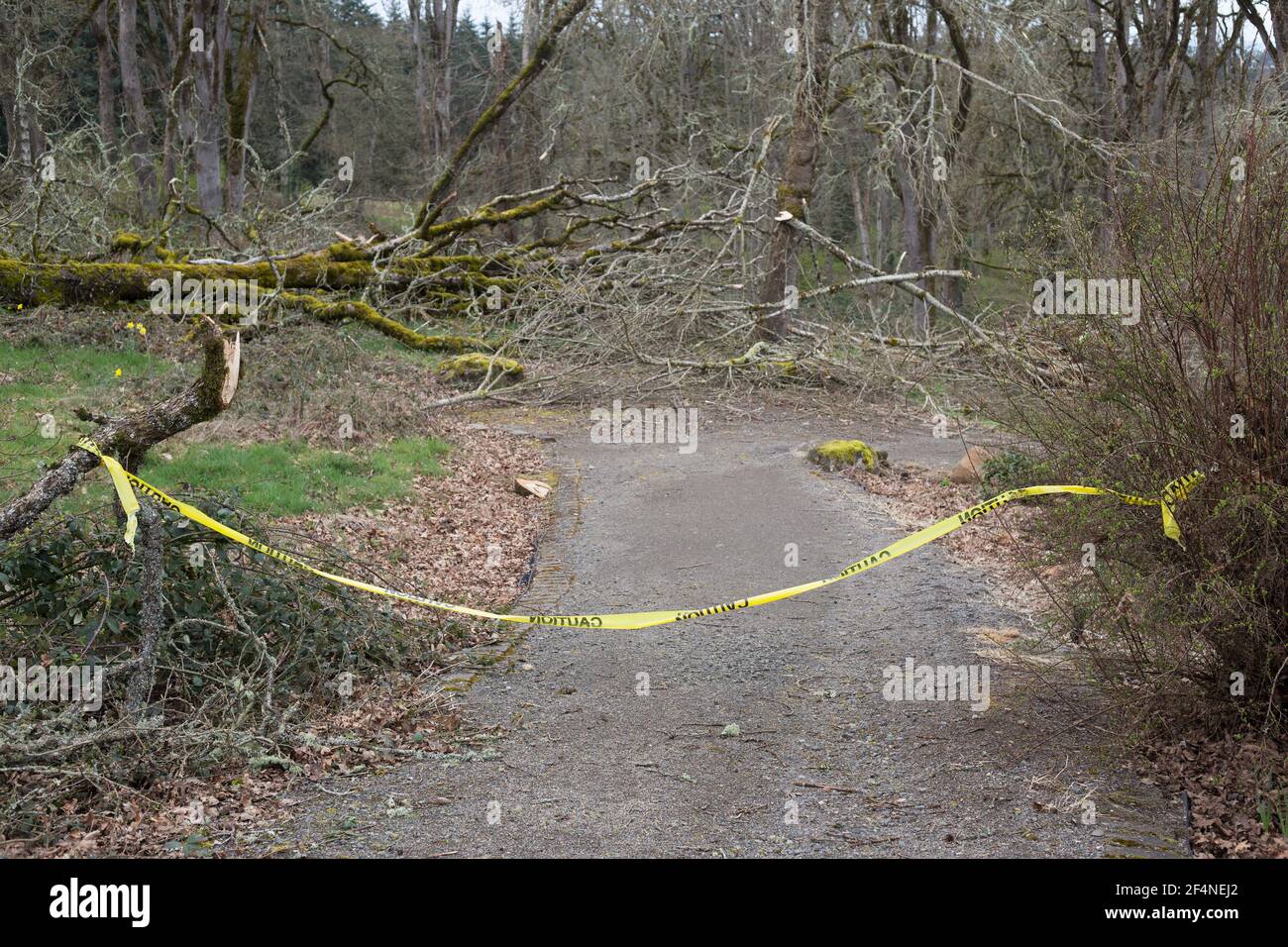 Un chemin est bloqué par du ruban d'avertissement à l'endroit où les arbres sont tombés. Banque D'Images
