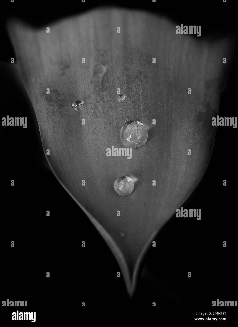 Goutte d'eau sur la feuille de tulipe II Banque D'Images