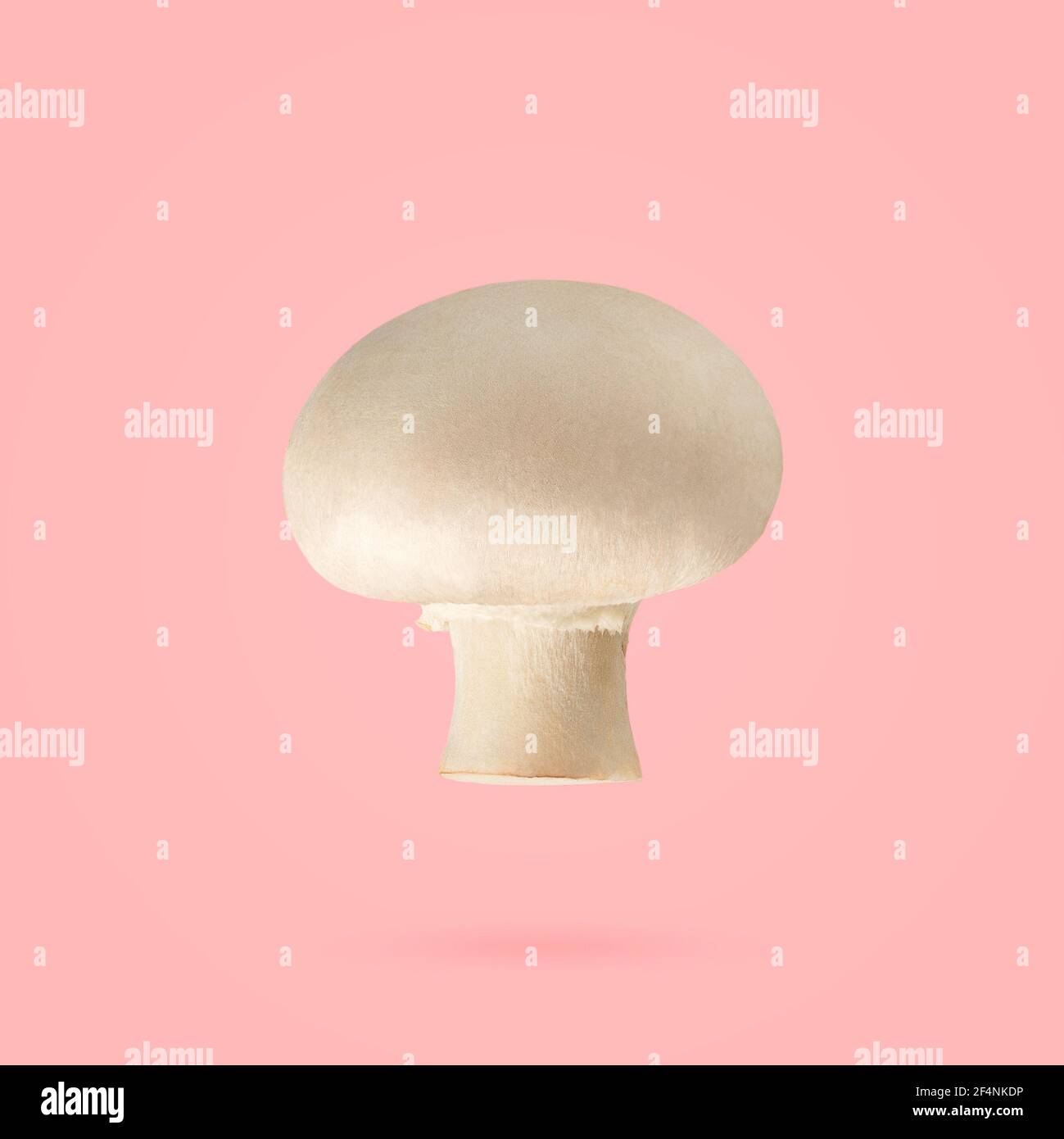 Variétés commerciales du champignon commun d'agaricus Banque D'Images