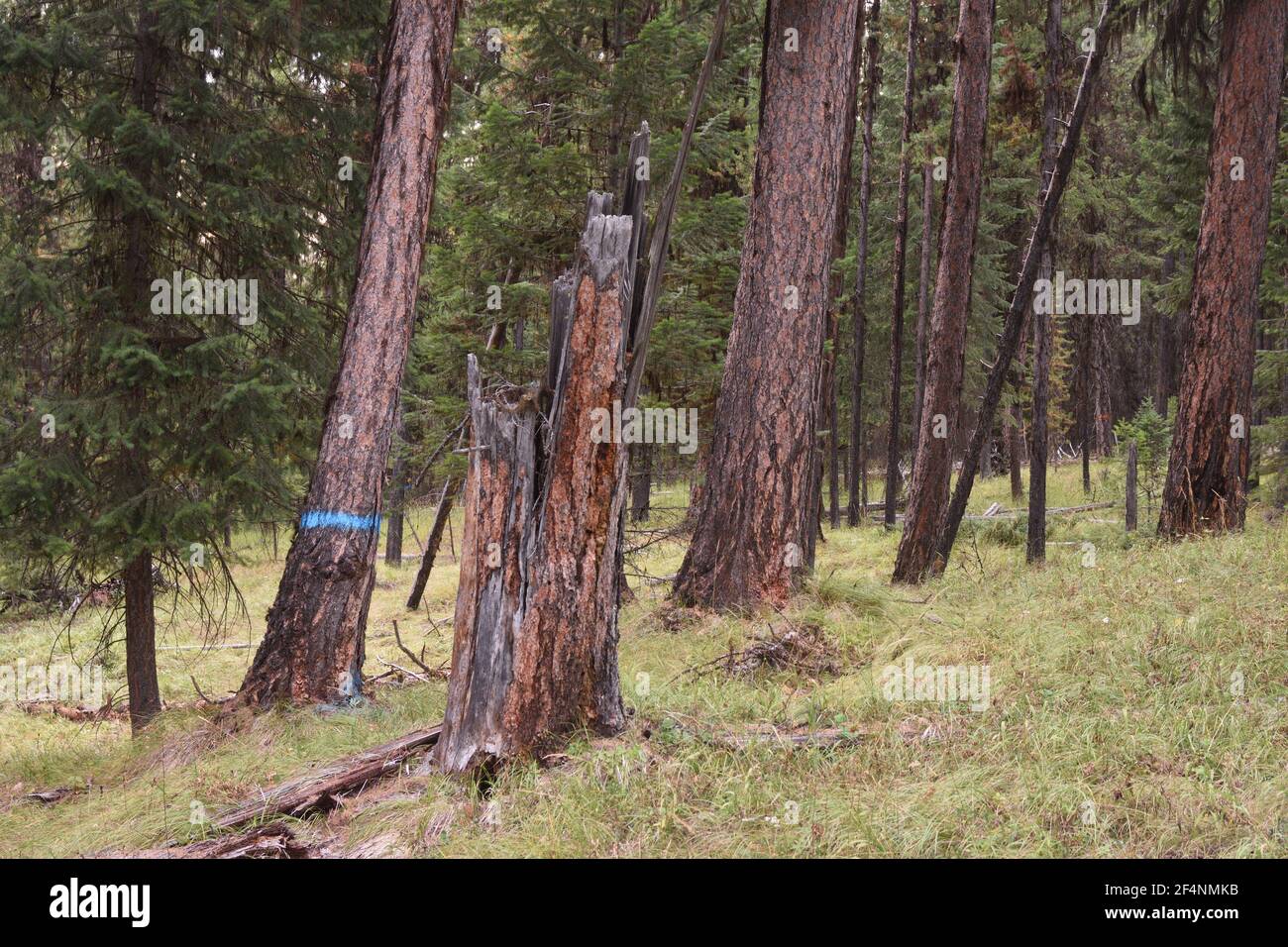 Ancienne forêt de mélèze de l'Ouest proposée pour l'exploitation forestière dans le projet Black RAM. Forêt nationale de Kootenai, Montana. (Photo de Randy Beacham) Banque D'Images