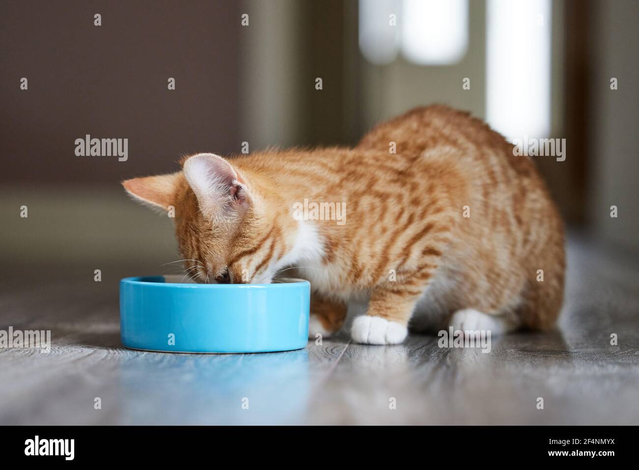 Nourriture pour chats Ginger pour animaux de compagnie provenant d'un bol de nourriture à Accueil Banque D'Images