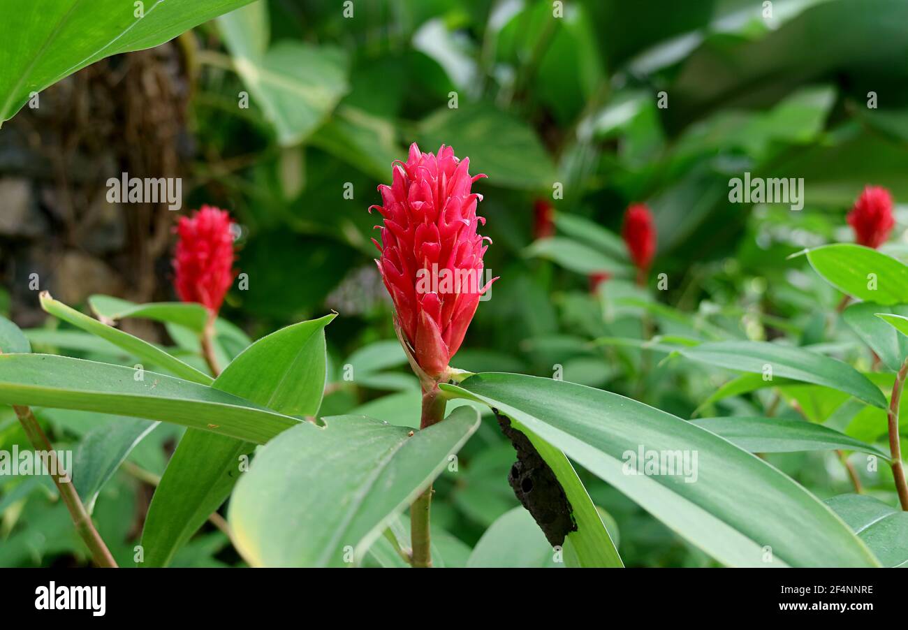 Gros plan d'Alpinia Purpurata ou de Red Ginger fleurs croissant parmi Feuillage vert Banque D'Images