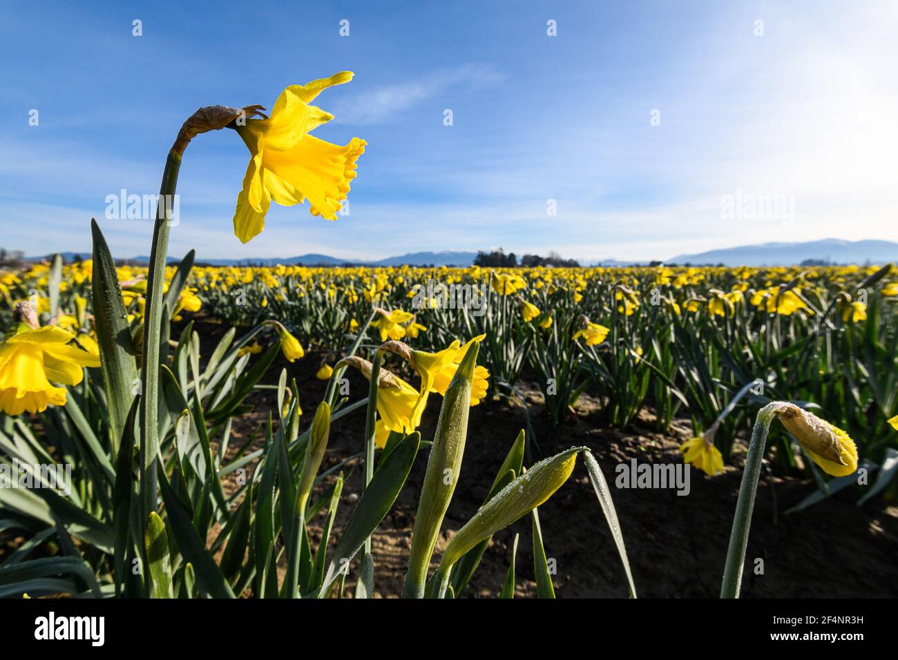 Une jonquille commerciale qui s'élève au-dessus d'un champ de fleurs Une matinée claire dans la vallée de Skagit dans l'État de Washington Banque D'Images
