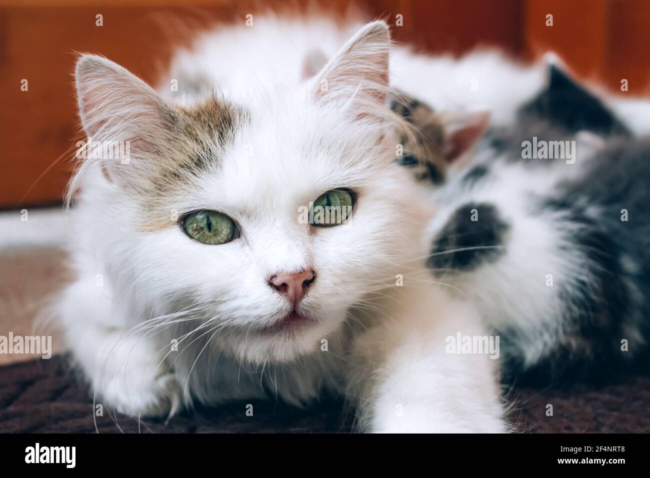Vue Rapprochee De La Mere Chat Qui Allaite Ses Chatons Famille De Chats Mignons Sante Feline Et Protection Animaux Concept Syndrome Du Chaton En Voie De Disparition Selectif Photo Stock Alamy