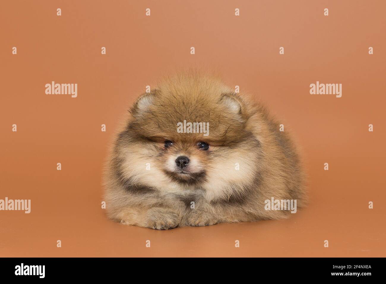 Petit Chiot De Pomeranian Sur Fond Marron Photo Stock Alamy