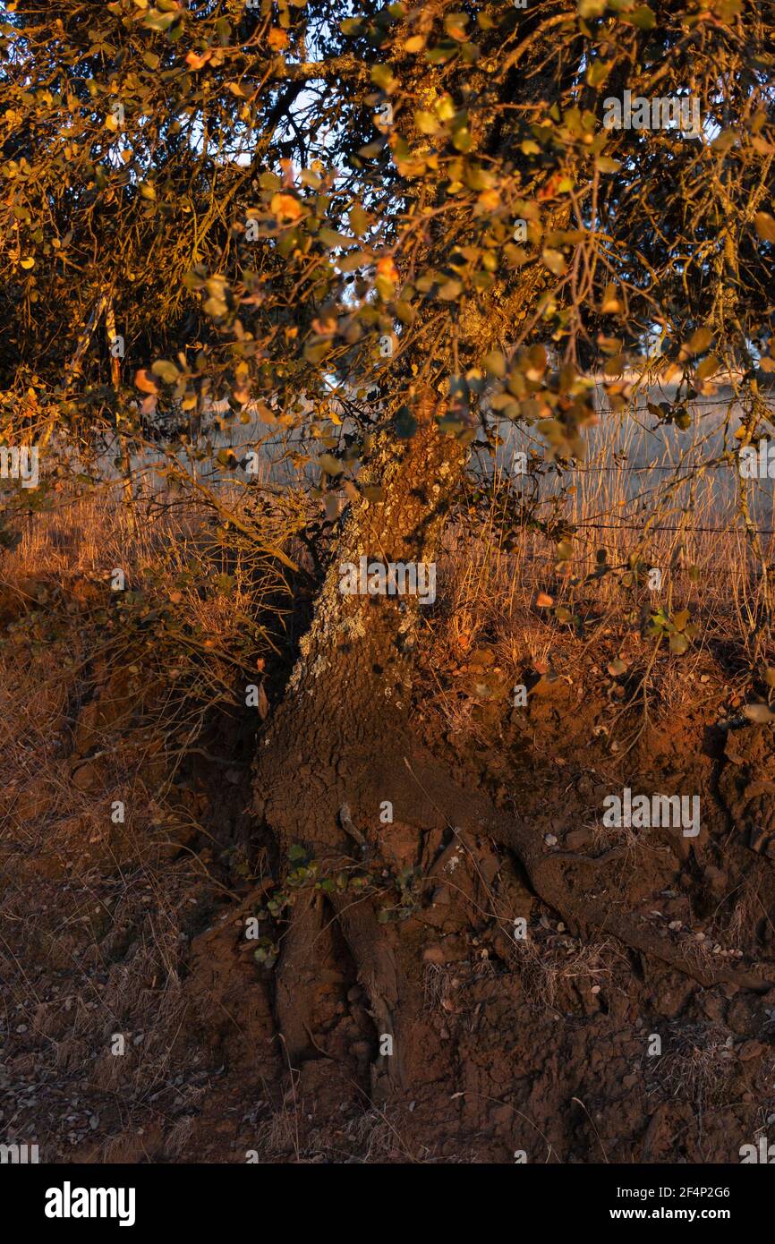 Terre sèche avec la végétation dans l'heure d'or dans le Campagne d'un village en Andalousie sud de l'Espagne Banque D'Images