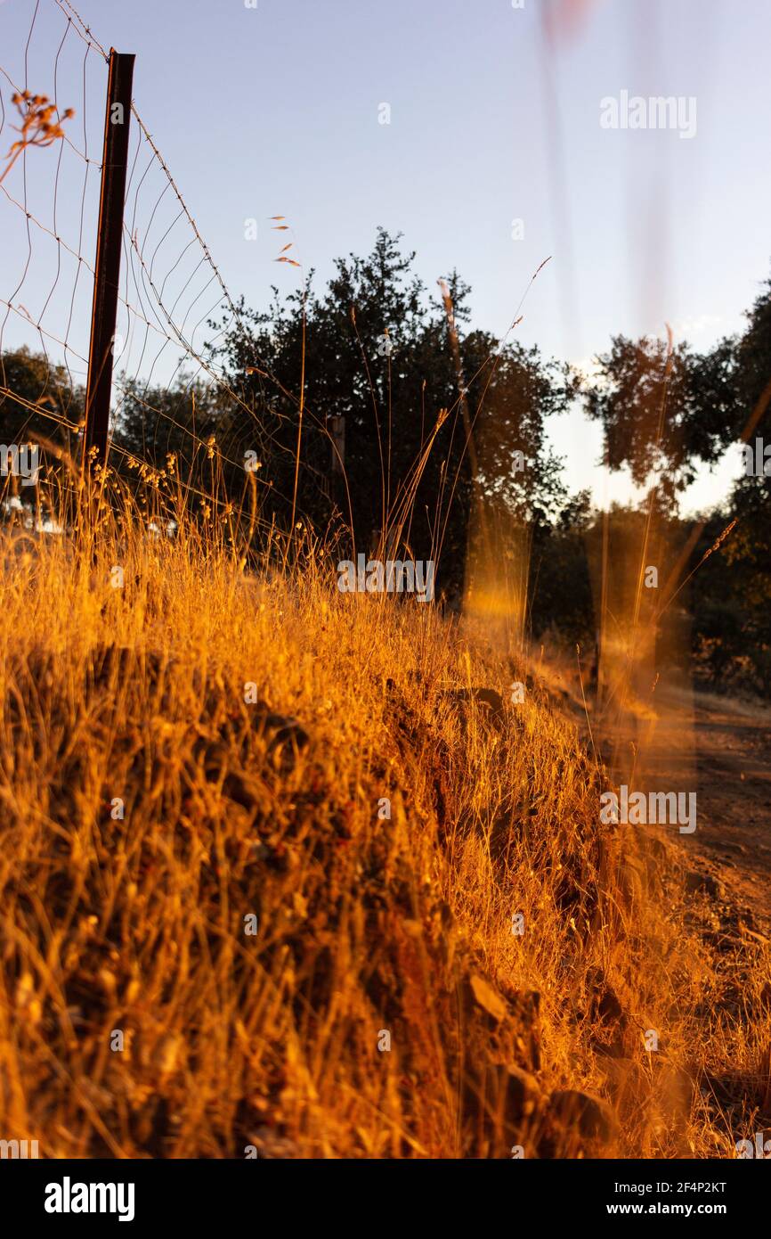 Terre sèche avec la végétation dans l'heure d'or dans le Campagne d'un village en Andalousie sud de l'Espagne Banque D'Images