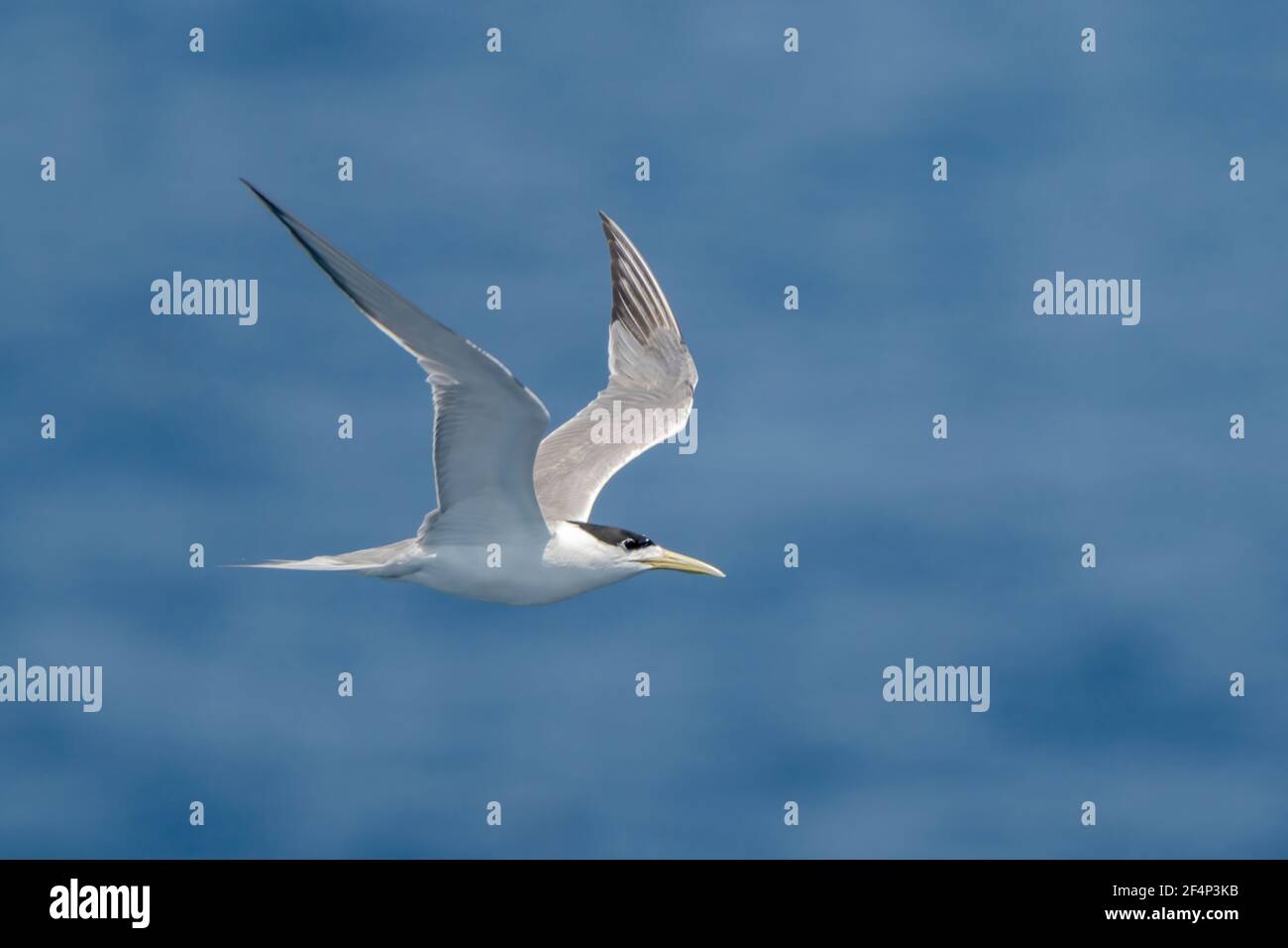 Grande sterne à crête, Thalasseus bergii, adulte volant au-dessus de l'océan, Australie Banque D'Images
