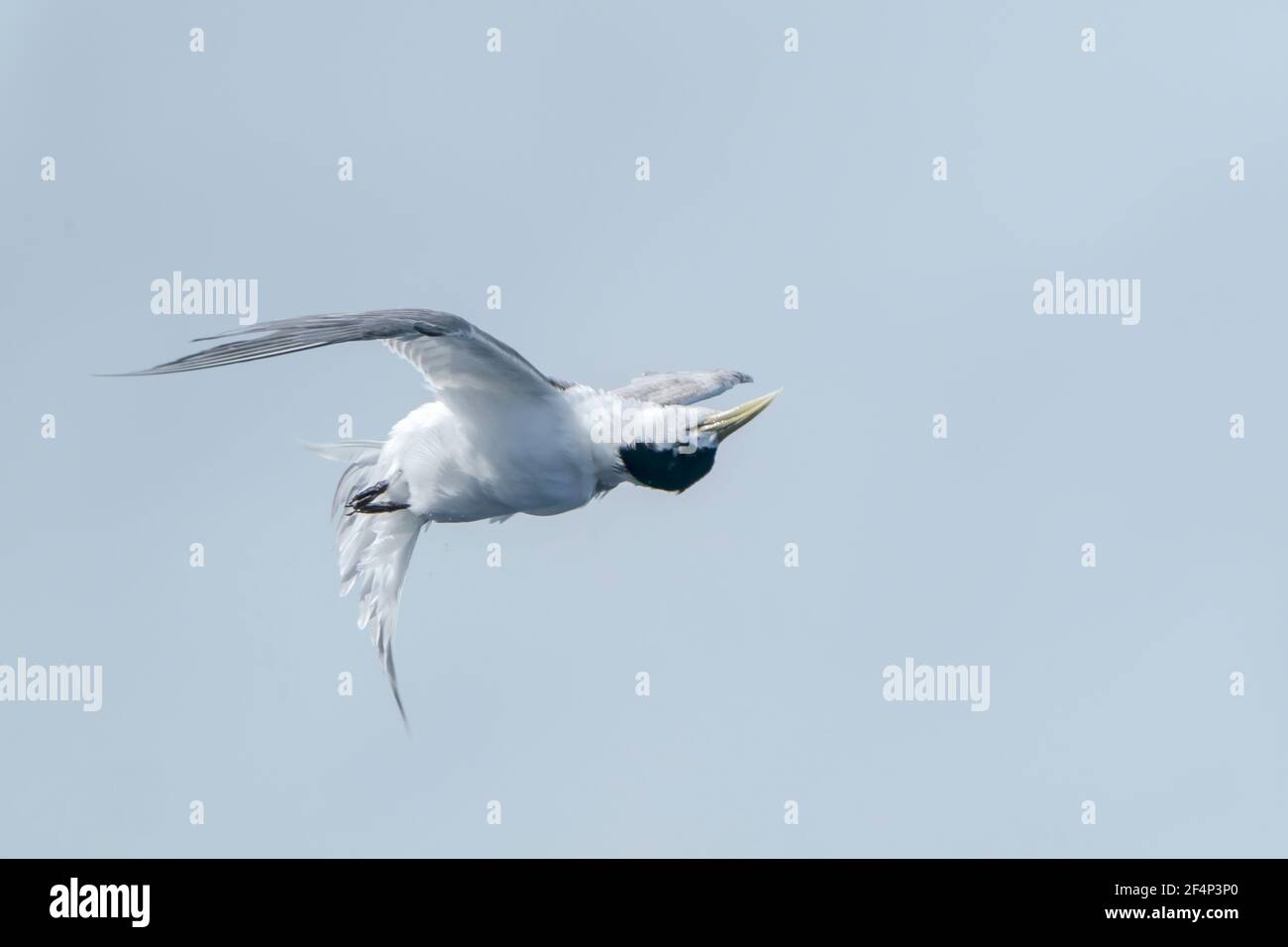 Grande sterne à crête, Thalasseus bergii, adulte volant au-dessus de l'océan, Australie Banque D'Images