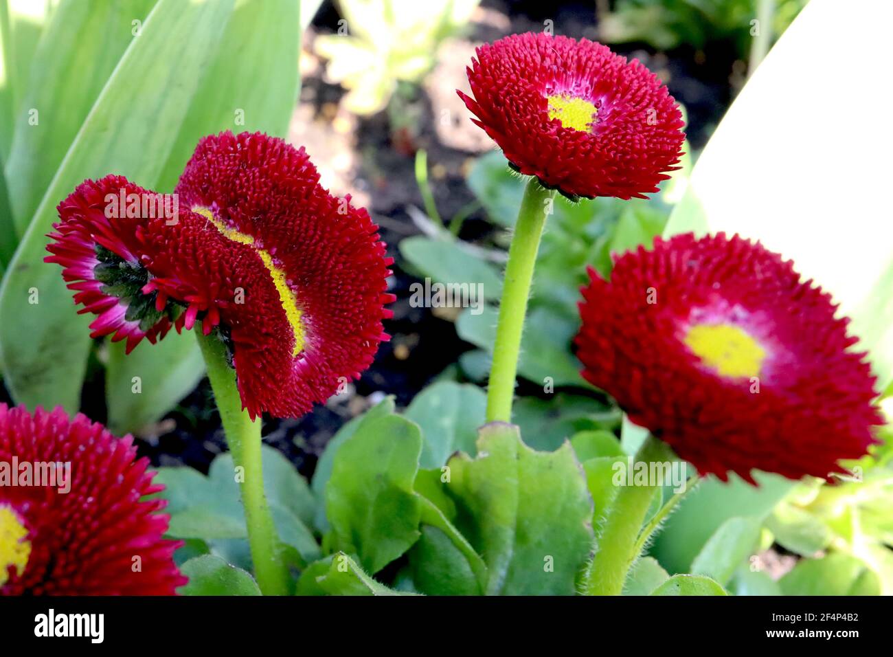 Bellis perennis « Bellissima Red » Bellis – fleurs rouges aux pétales fortement remplis avec un faux! Mars, Angleterre, Royaume-Uni Banque D'Images