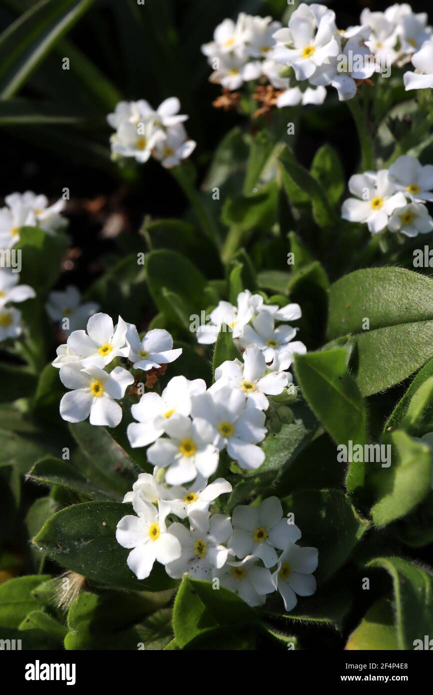 Myosotis alpestris blanc Forget-me-not – fleurs blanches en forme d'étoile avec centre jaune, mars, Angleterre, Royaume-Uni Banque D'Images