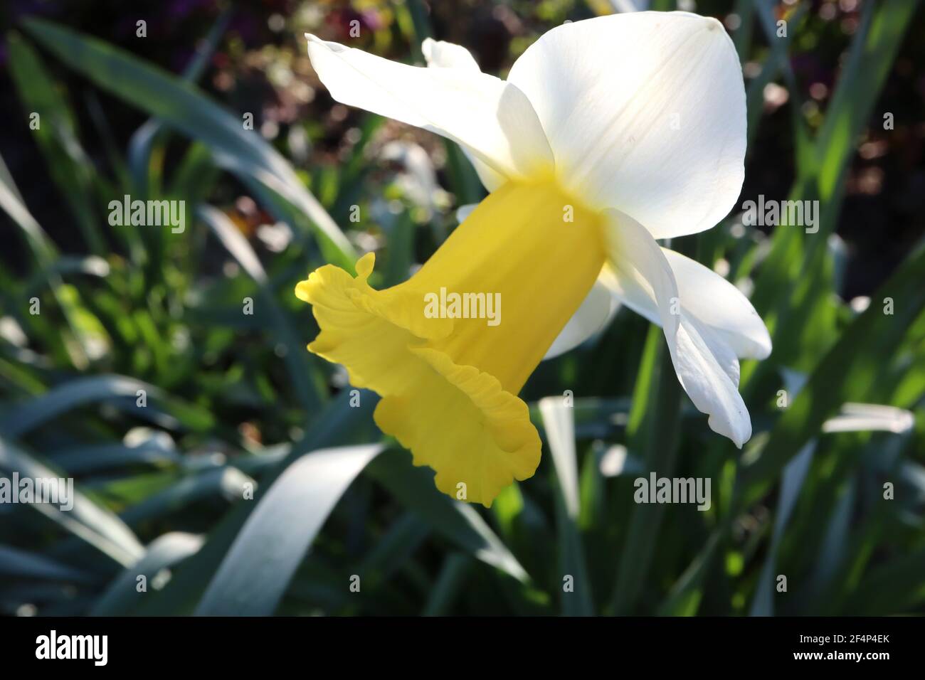 Narcissus ‘Topolino’ Division 1 jonquilles en trompette Topolino jonquille - pétales blancs avec grande coupe à volants jaune doré, mars, Angleterre, Royaume-Uni Banque D'Images