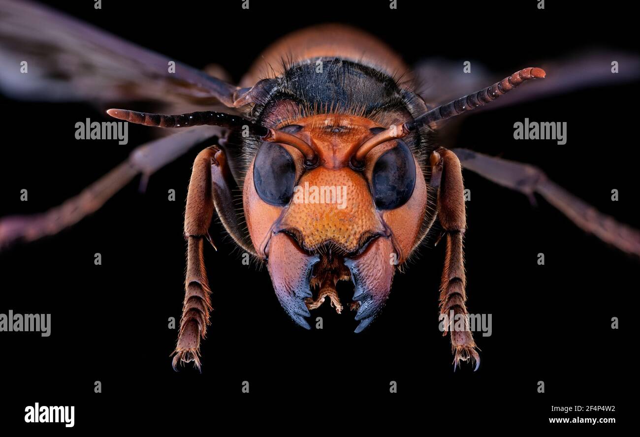 Hornet géant asiatique, hornet géant japonais, également meurtre Hornet (Vespa mandarinia) Banque D'Images