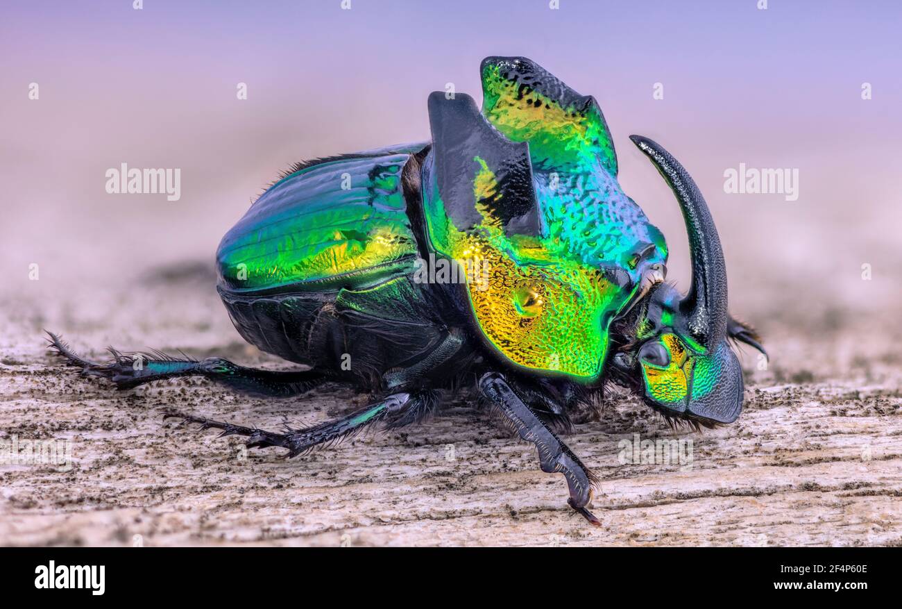 Rhinoceros Scarab Dung Beetle, démon Phanaeus Banque D'Images