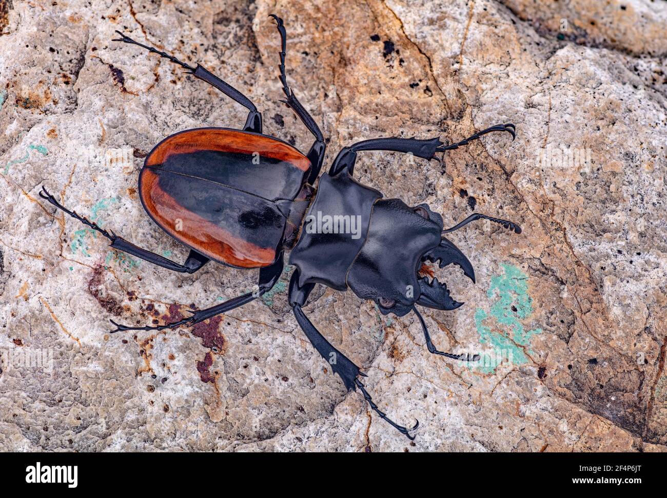 Stag Beetle, Odontolabis wollastoni, Indonésie Banque D'Images