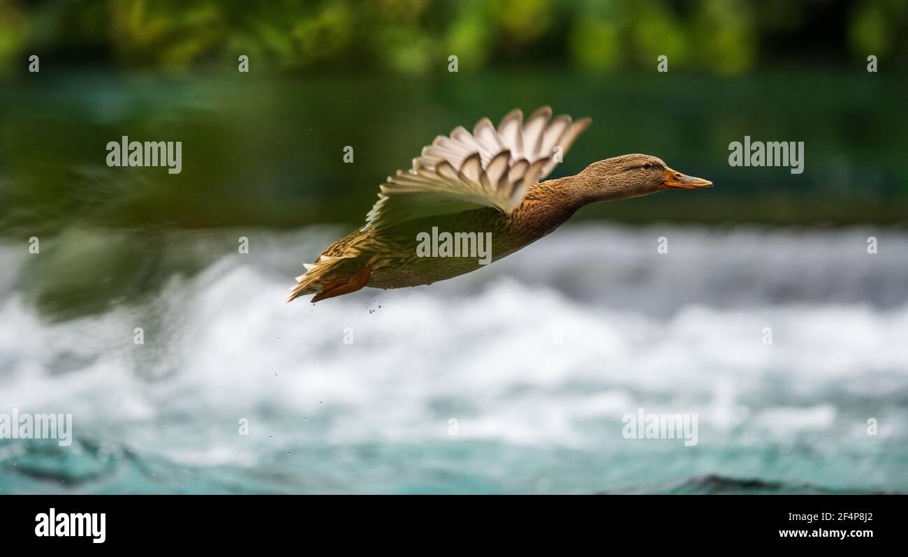 Une femelle canard colvert en vol Banque D'Images