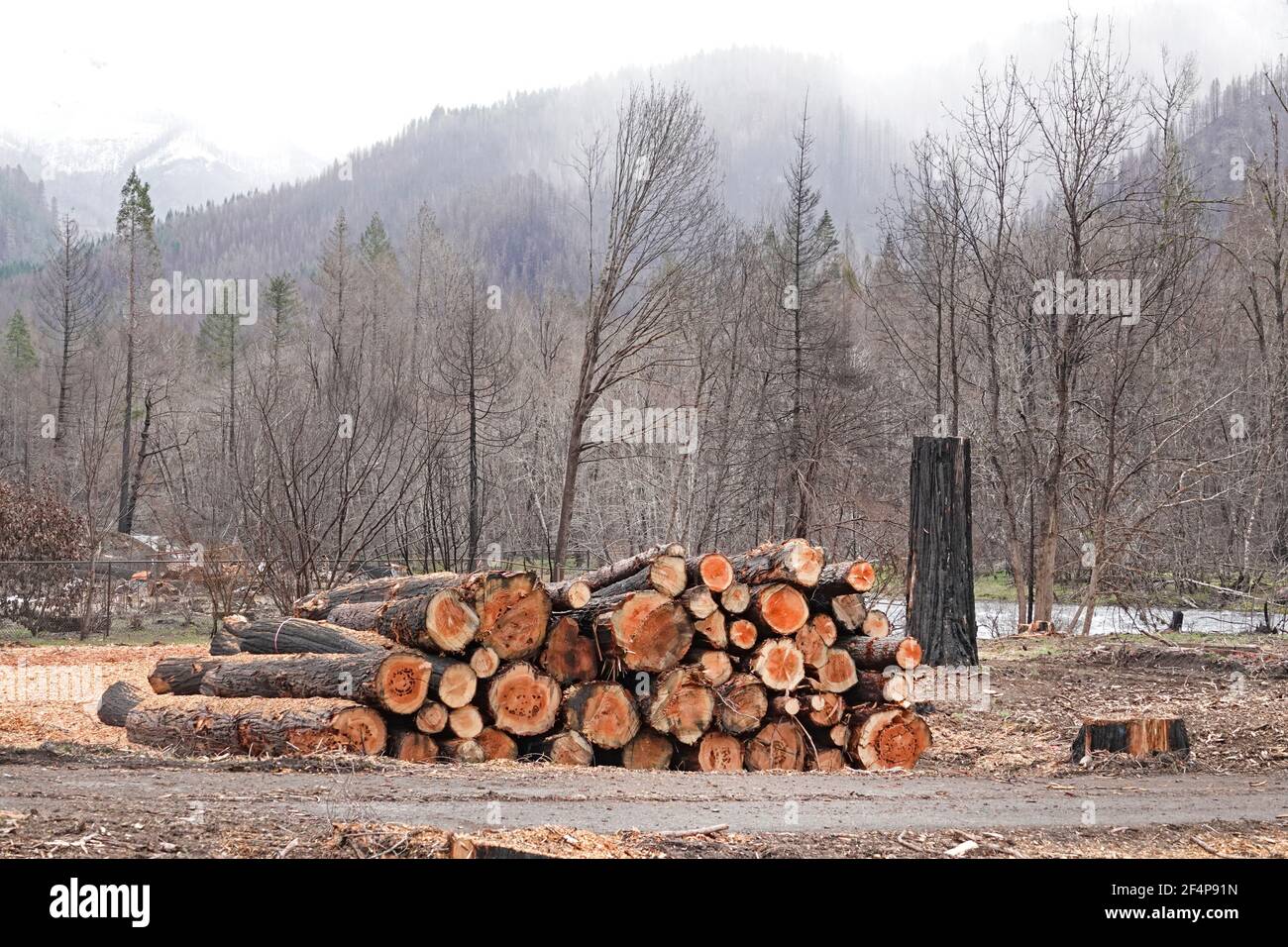 Les bois brûlés près du petit village de Blue River, Oregon, après le feu de forêt de Holiday Farm qui a balayé la vallée de la rivière McKenzie i Banque D'Images