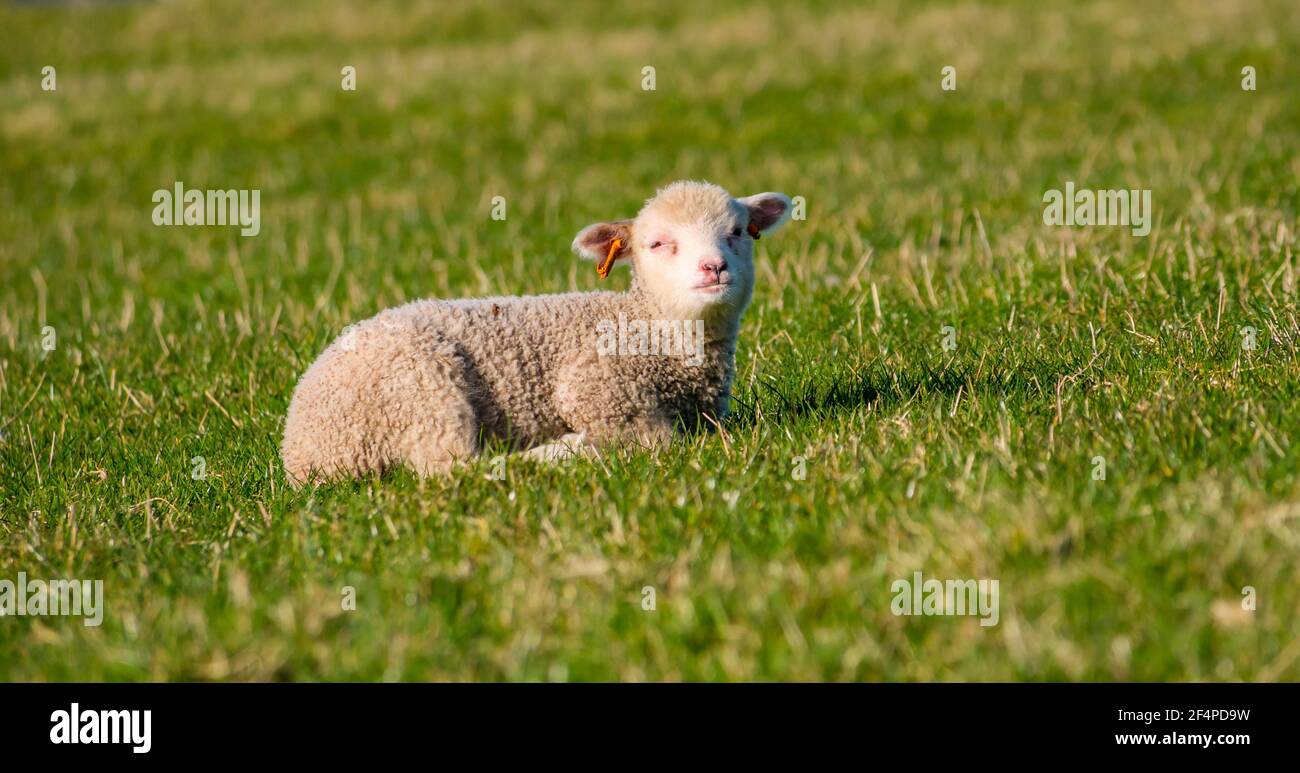 Mignon mouton blanc Shetland agneau de printemps dans le champ vert au soleil, Écosse, Royaume-Uni Banque D'Images