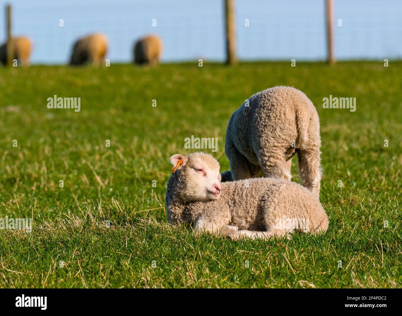 Jolie femelle blanche mouton Shetland agneaux de printemps dans le champ vert au soleil, Écosse, Royaume-Uni Banque D'Images