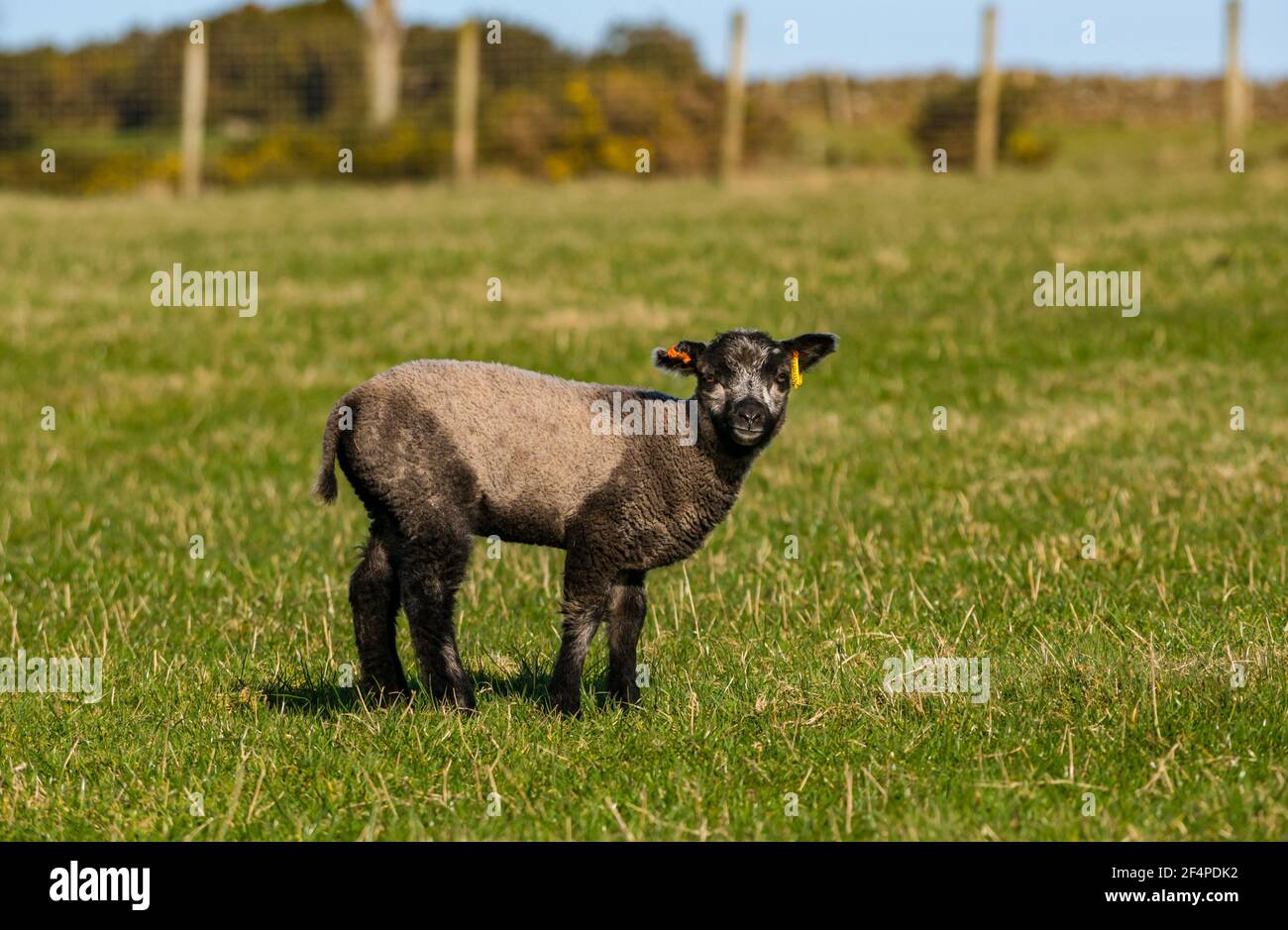 Mignon femelle Katmoget couleur mouton Shetland agneau de printemps dans le champ vert au soleil, Écosse, Royaume-Uni Banque D'Images