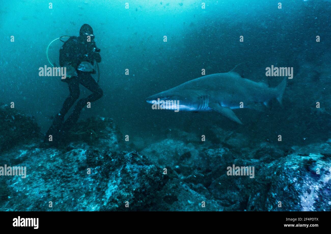 Rencontre étroite avec des requins nourrices au South West Rocks in Australie Banque D'Images