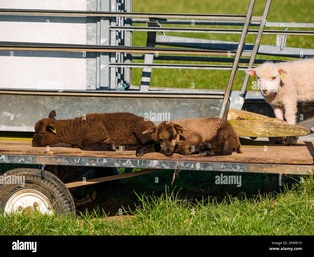 Mignon mouton brun Shetland agneaux de printemps couchés sur une remorque dans le champ au soleil, Écosse, Royaume-Uni Banque D'Images