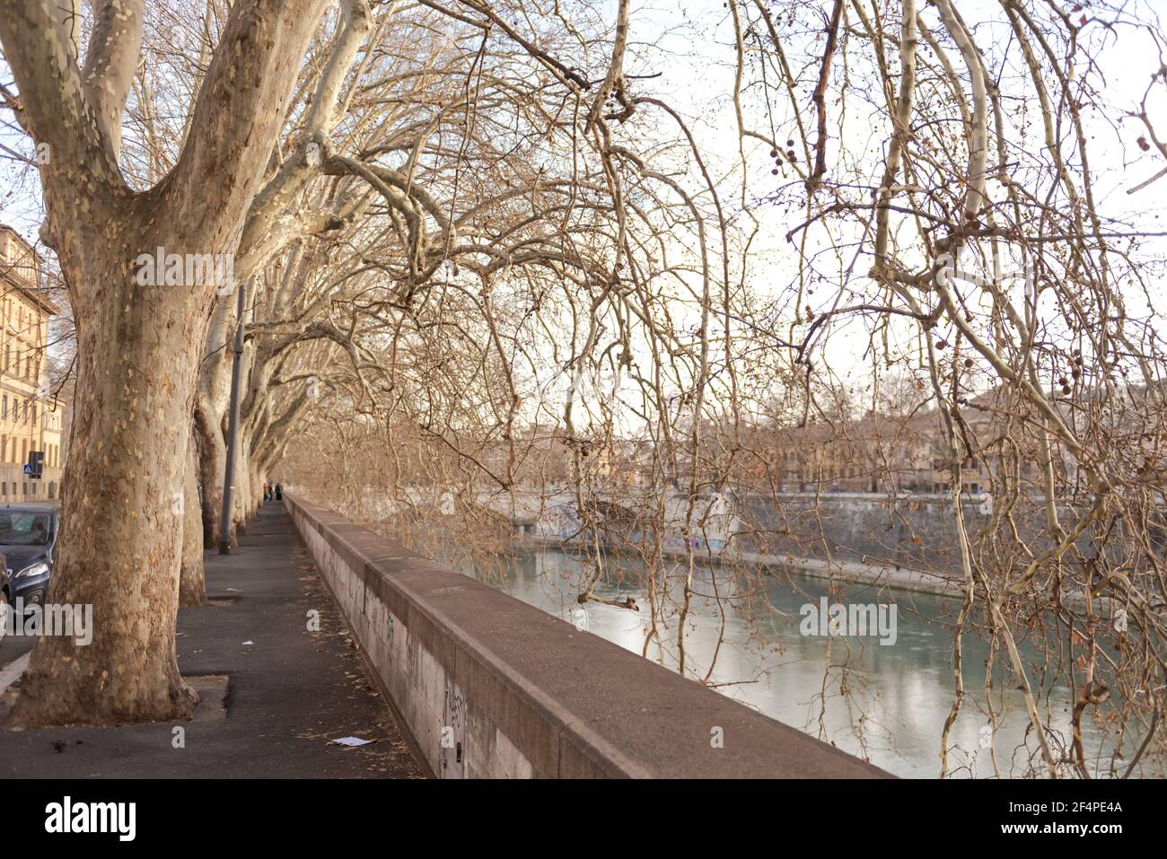 Remblais romains de printemps. Les branches des platanes se plient au-dessus de la rivière Tiber. Banque D'Images