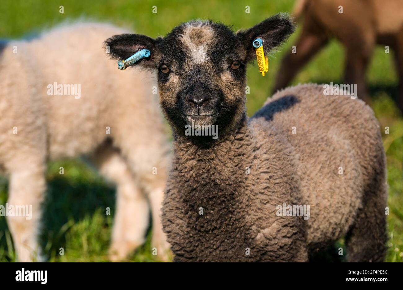 Gros plan de l'agneau de printemps de mouton de couleur Shetland de Katmoget masculin dans un champ vert au soleil, Écosse, Royaume-Uni Banque D'Images