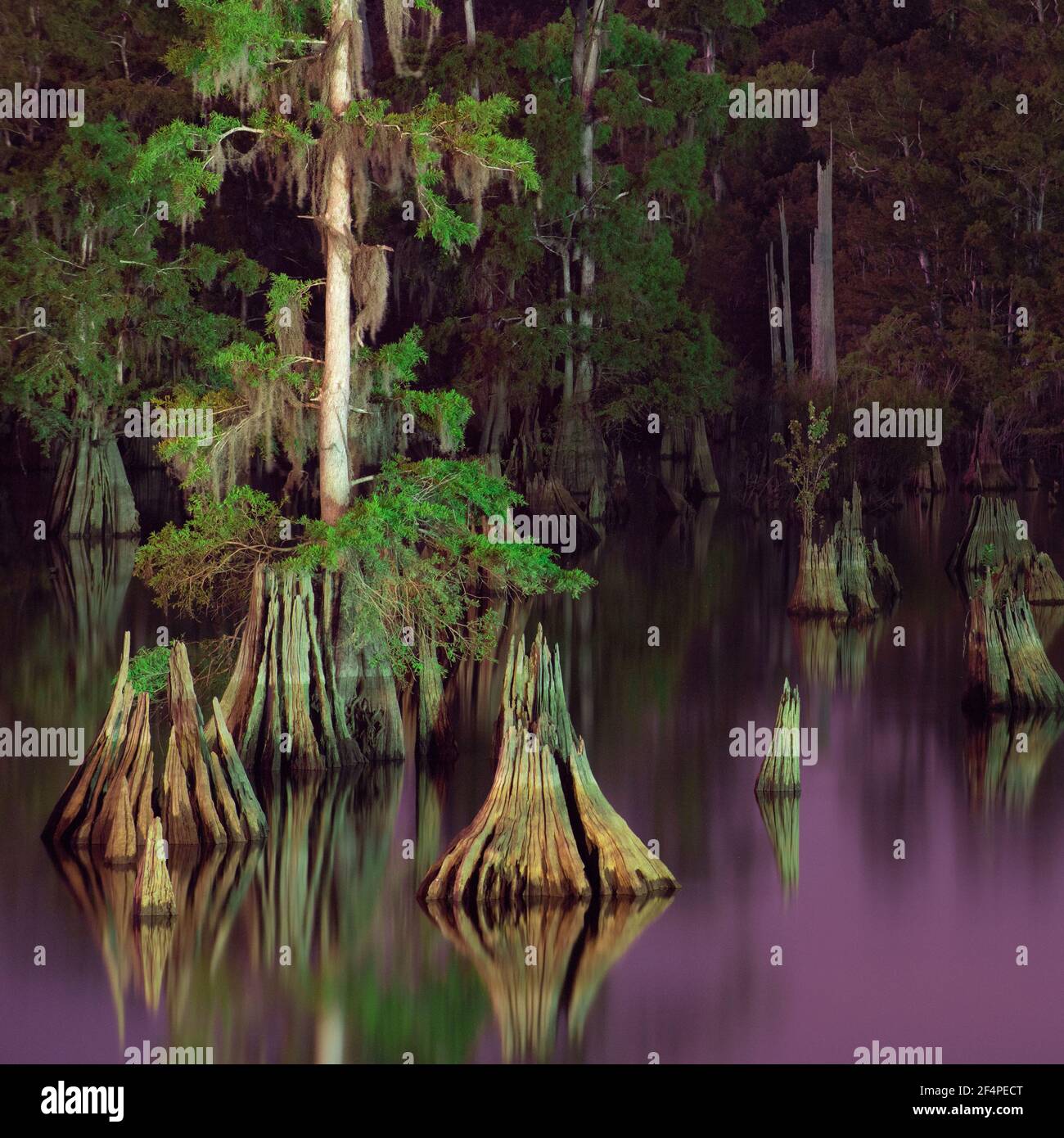 Paysages de nuit colorés des marais de Floride Banque D'Images