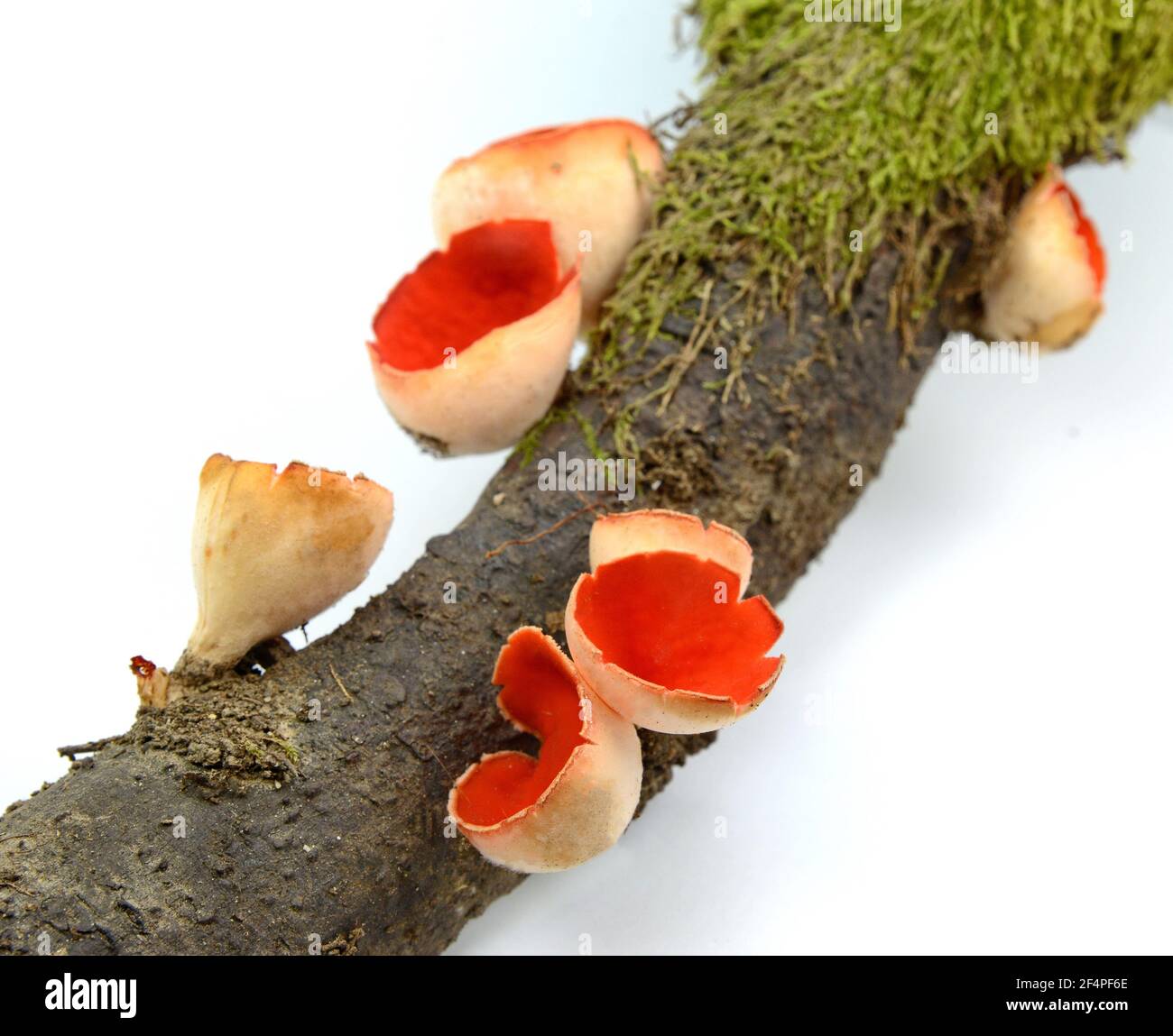 Champignons de la coupe Elf écartée sur fond blanc. Champignons comestibles de printemps - Sarcoscypha austriaca ou Sarcoscypha coccinea. Banque D'Images