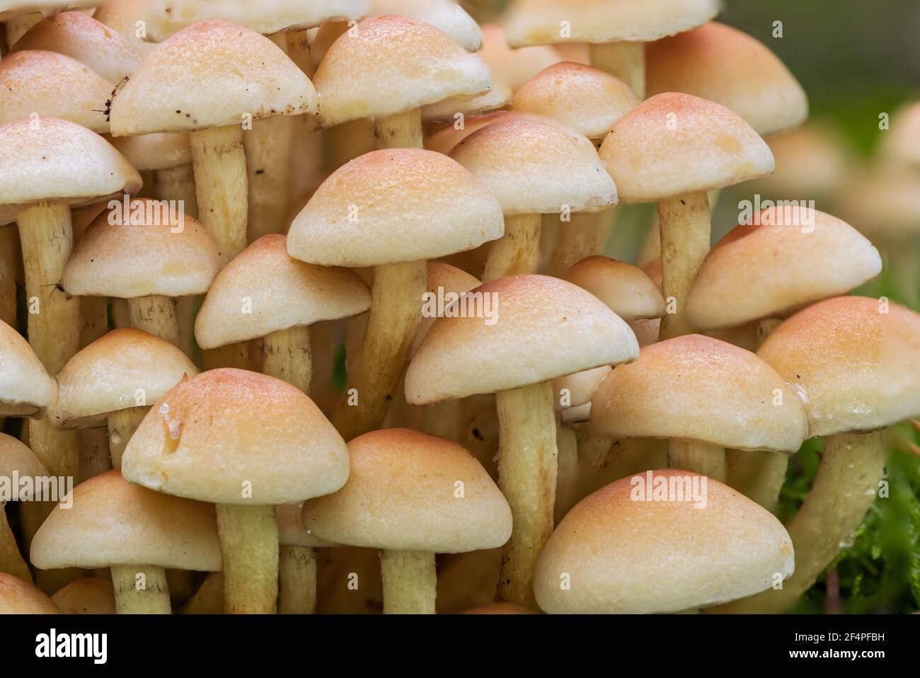 petits champignons les uns sur les autres dans la mousse Banque D'Images