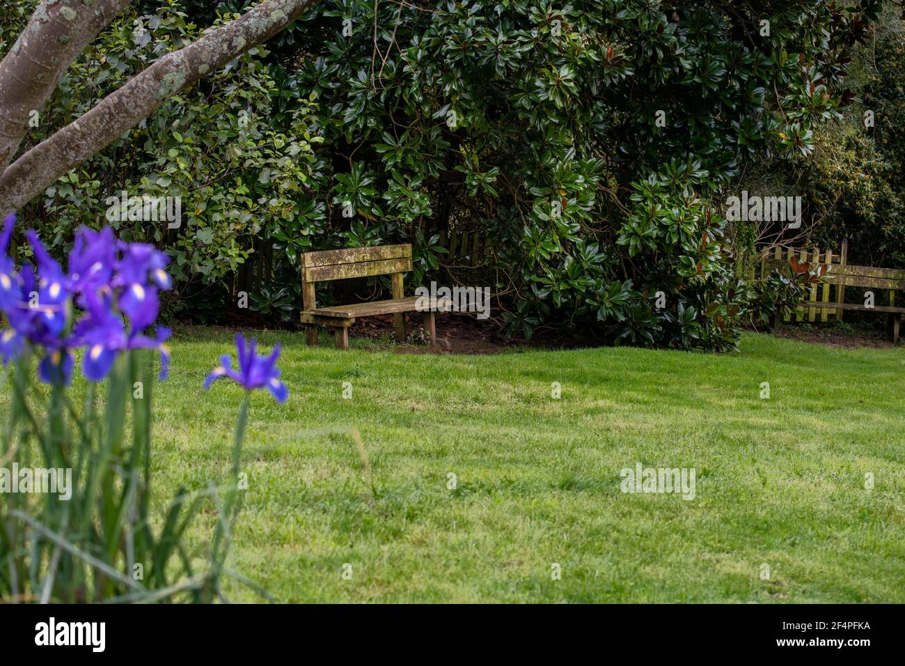 Ancien banc dans un jardin avec pelouse verte et bleu fleurs d'iris Banque D'Images