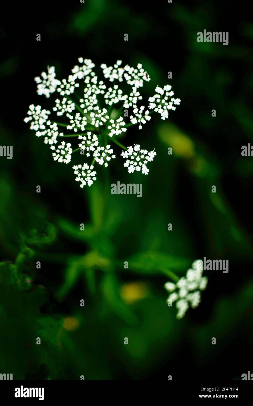 Petites fleurs sauvages blanches sur fond vert foncé Banque D'Images