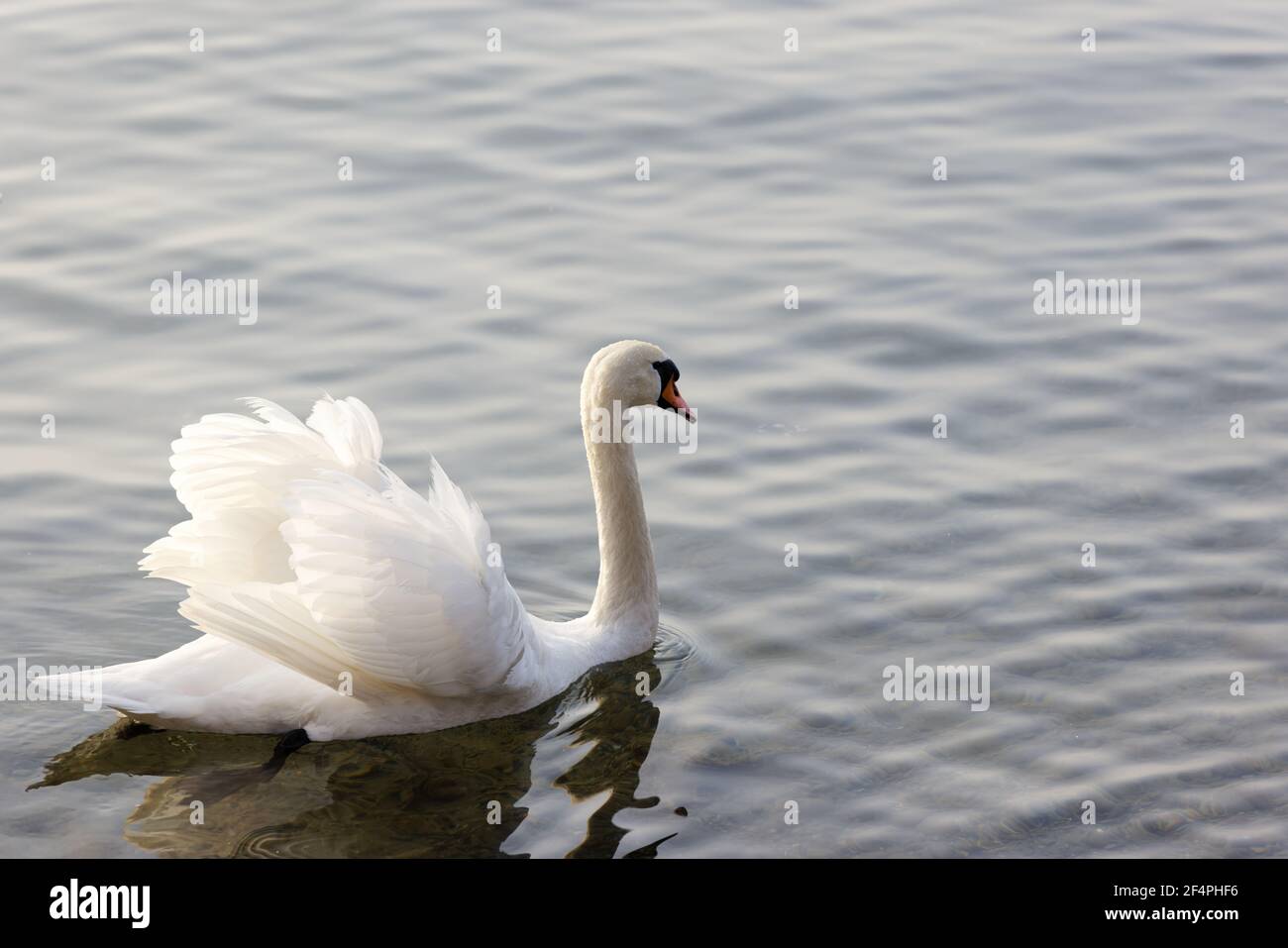 cygne blanc avec un geste menaçant nage sur le lac, les ailes s'ouvrent pour signaler aux gens et aux autres animaux de garder la distance de lui et de son nid, par jour Banque D'Images