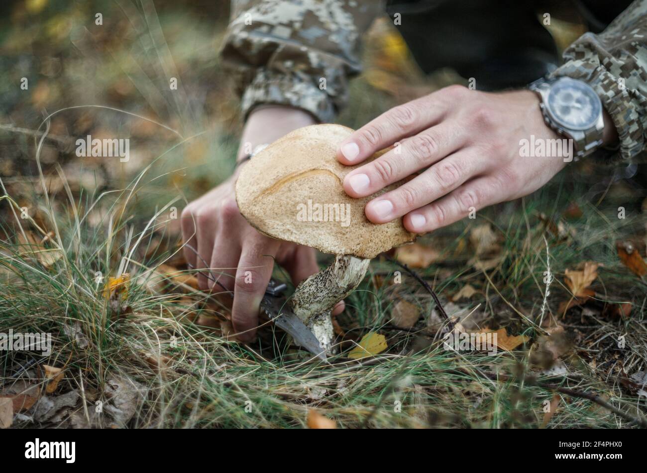 Rechercher et cueillir des champignons dans la forêt. Les mains d'homme coupent un champignon avec un couteau de près. Boletus rugueux, boletus de bouchon brun. Mise au point sélective. Banque D'Images
