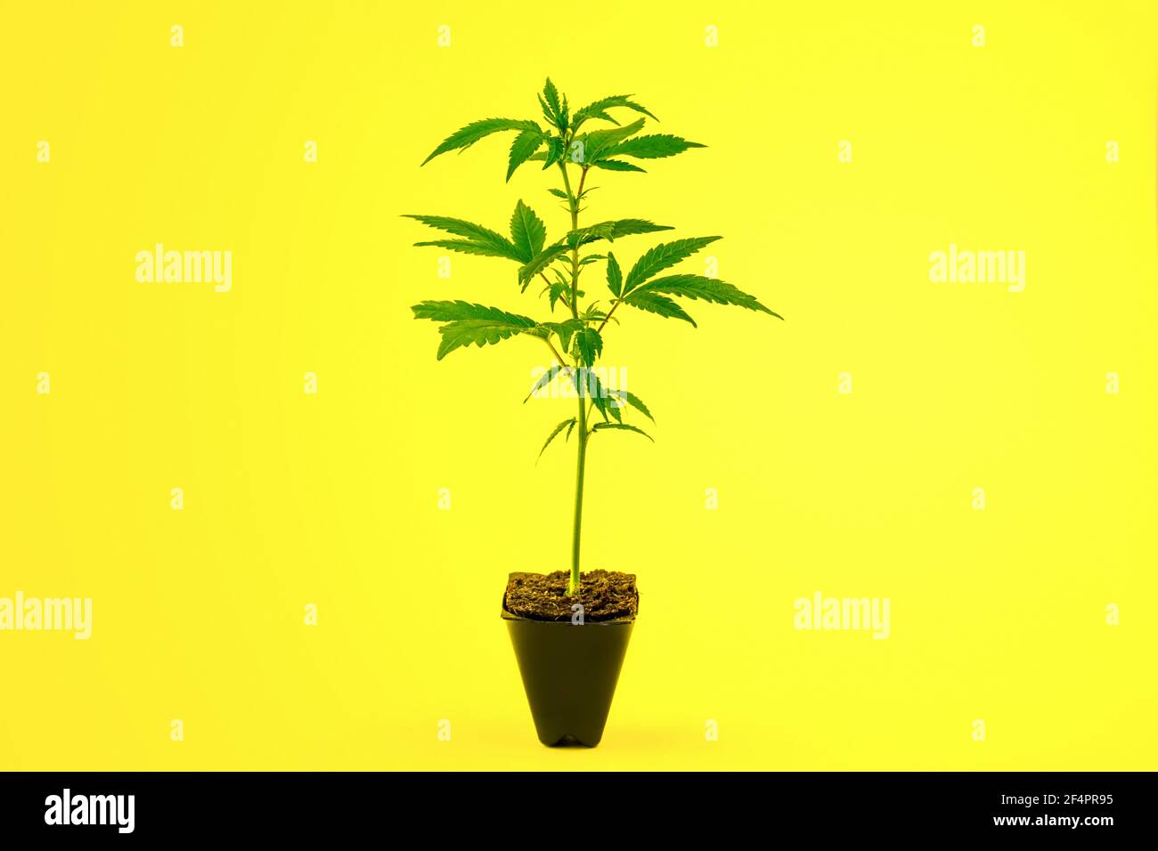 Cannabis clone Girl scout cookies souche de plantule dans pot isolé sur fond jaune Banque D'Images