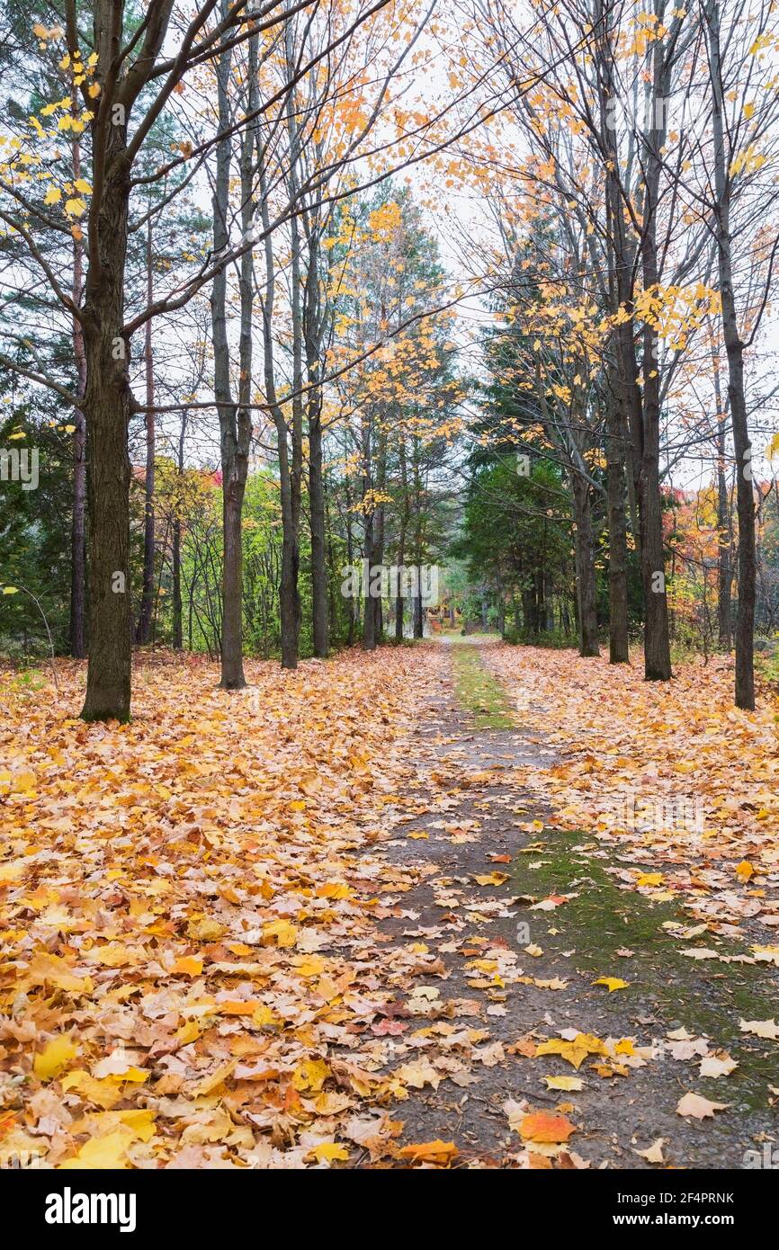 Allée privée non pavée bordée d'arbres avec des feuilles d'érable tombées menant à vieux vers 1850 jaune et rouge maison en automne Banque D'Images