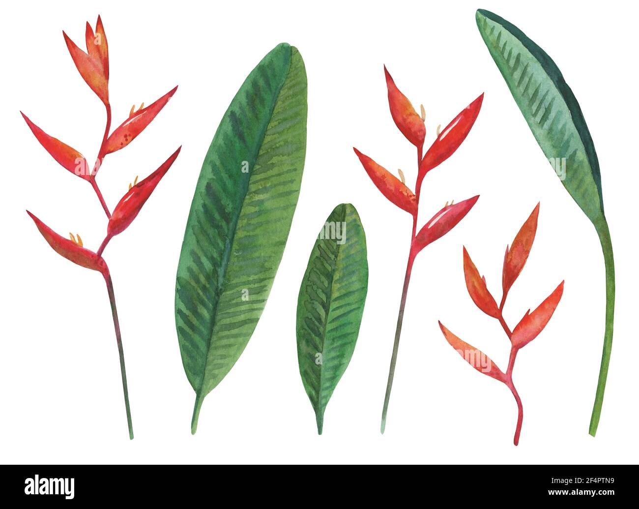 Ensemble de fleurs et de feuilles d'Heliconia peintes à l'aquarelle, isolées sur fond blanc. Illustration botanique tropicale. Banque D'Images