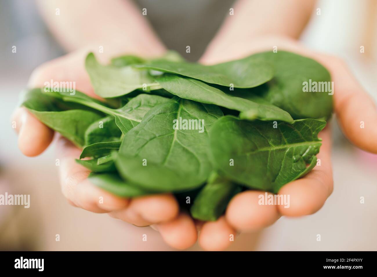 Mains tenant des feuilles fraîches de salade verte d'épinards sur fond flou. Concept de saine alimentation végétarienne. Feuilles vertes d'épinards. Cadeaux de la nature. Banque D'Images