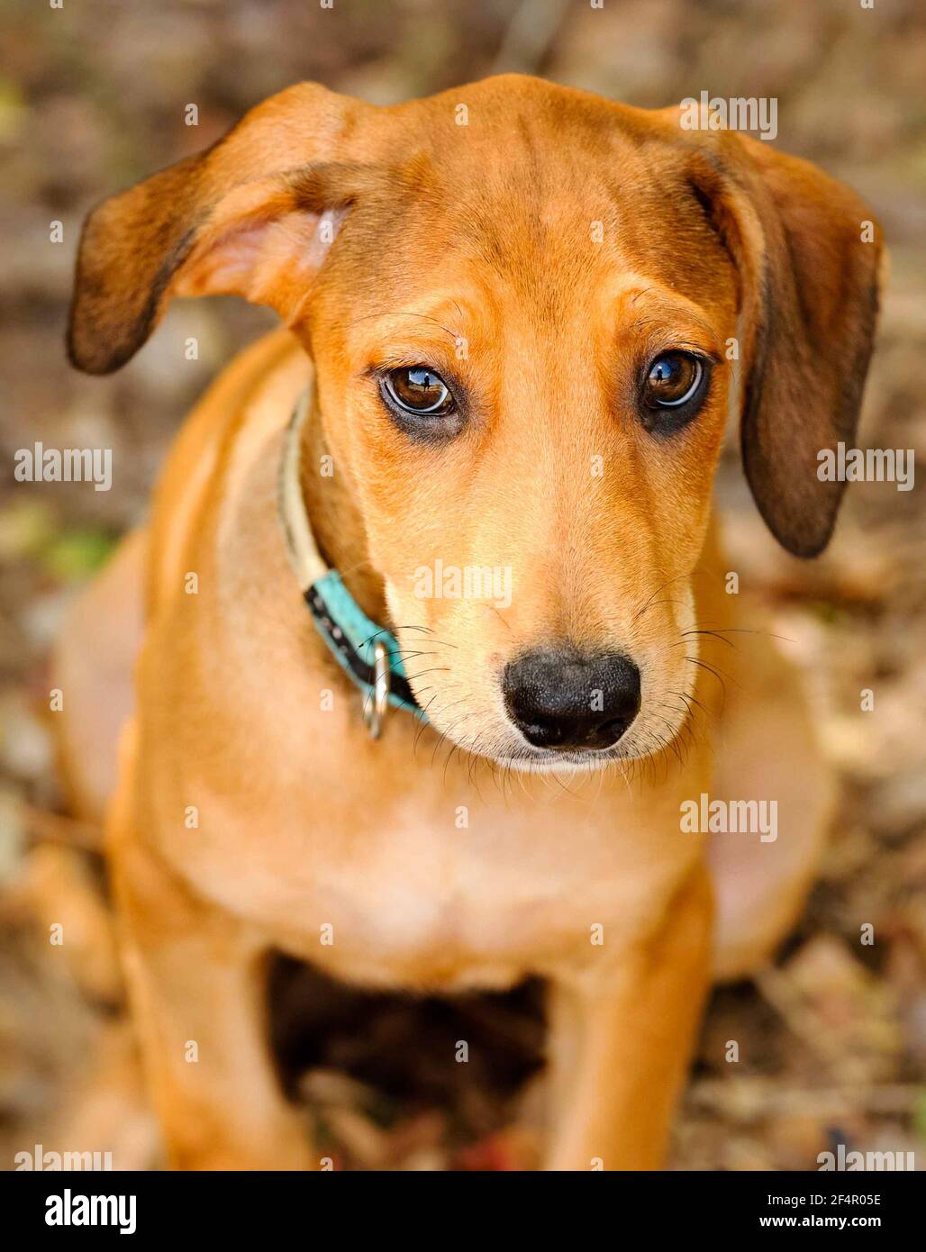 Un adorable chien chiot avec de grands yeux et des oreilles Recherche dans un format vertical Banque D'Images
