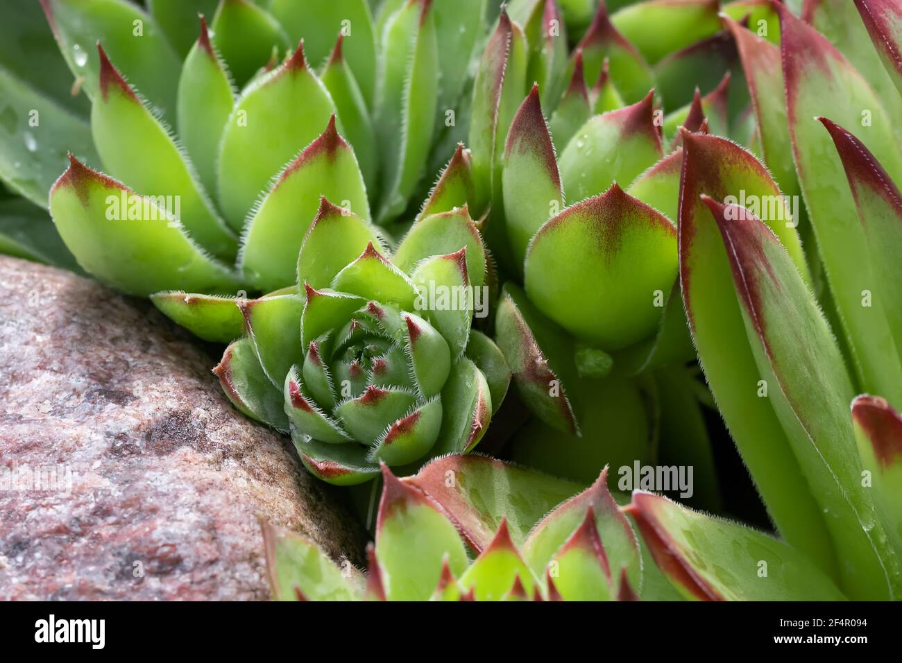 Groupe d'une plante de couverture de sol à feuilles persistantes Sempervivum connue sous le nom de Houseleek dans la rockery, en gros plan Banque D'Images