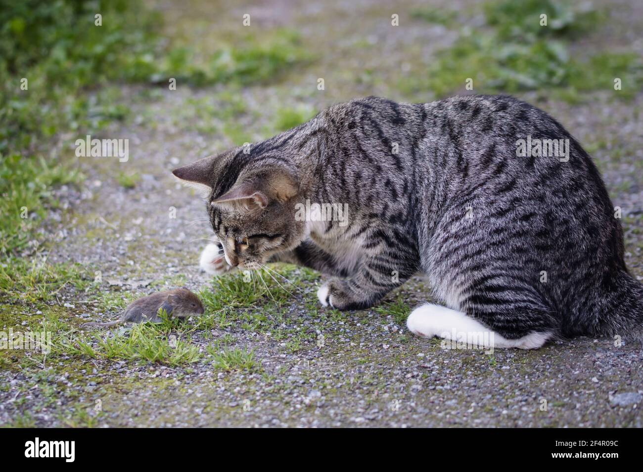 Le jeune chat rayé gris attrape une souris dans la cour Banque D'Images