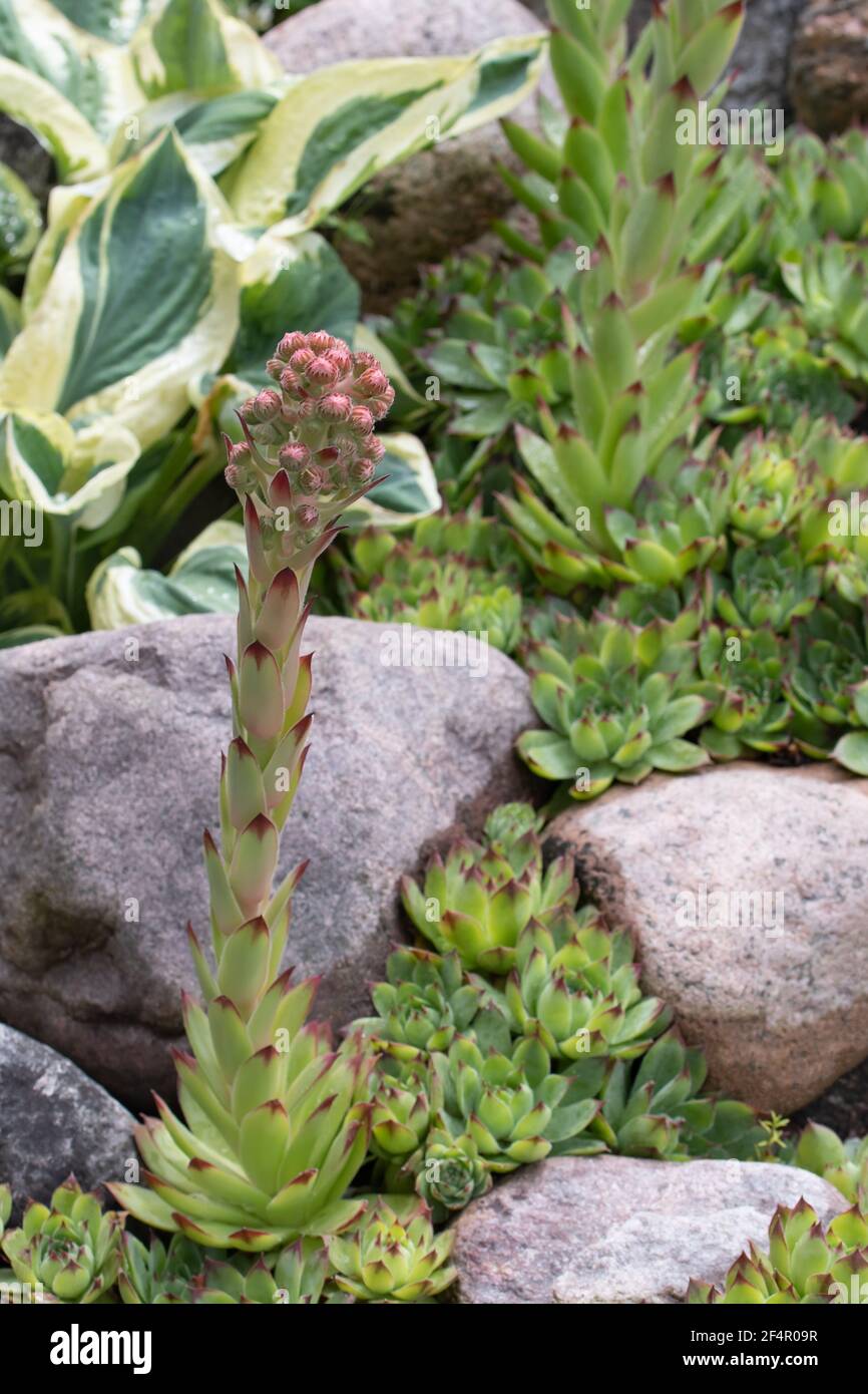 Plante de couverture de terre à feuilles persistantes en fleurs Sempervivum connue sous le nom de Houseleek dans la roche, image verticale Banque D'Images