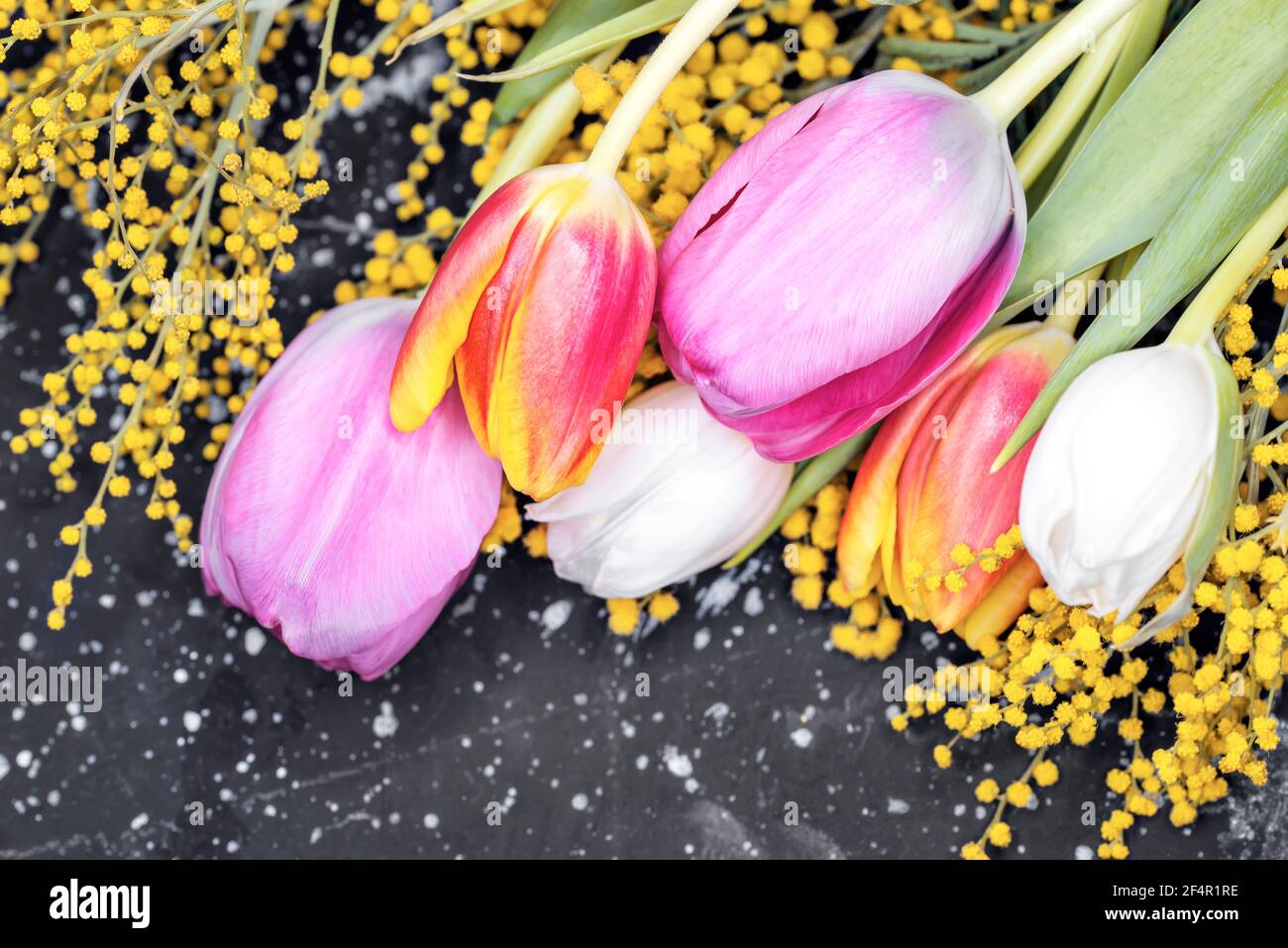 Mimosa et tulipes multicolores sur fond noir foncé en bois Banque D'Images
