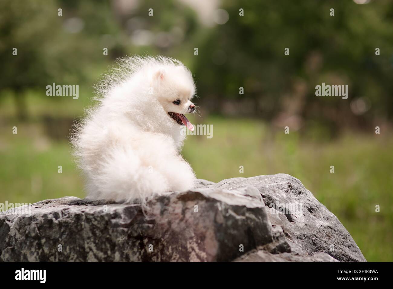 Image du spitz pomeranien dans le jardin. Joli petit chien blanc en plein air. Banque D'Images