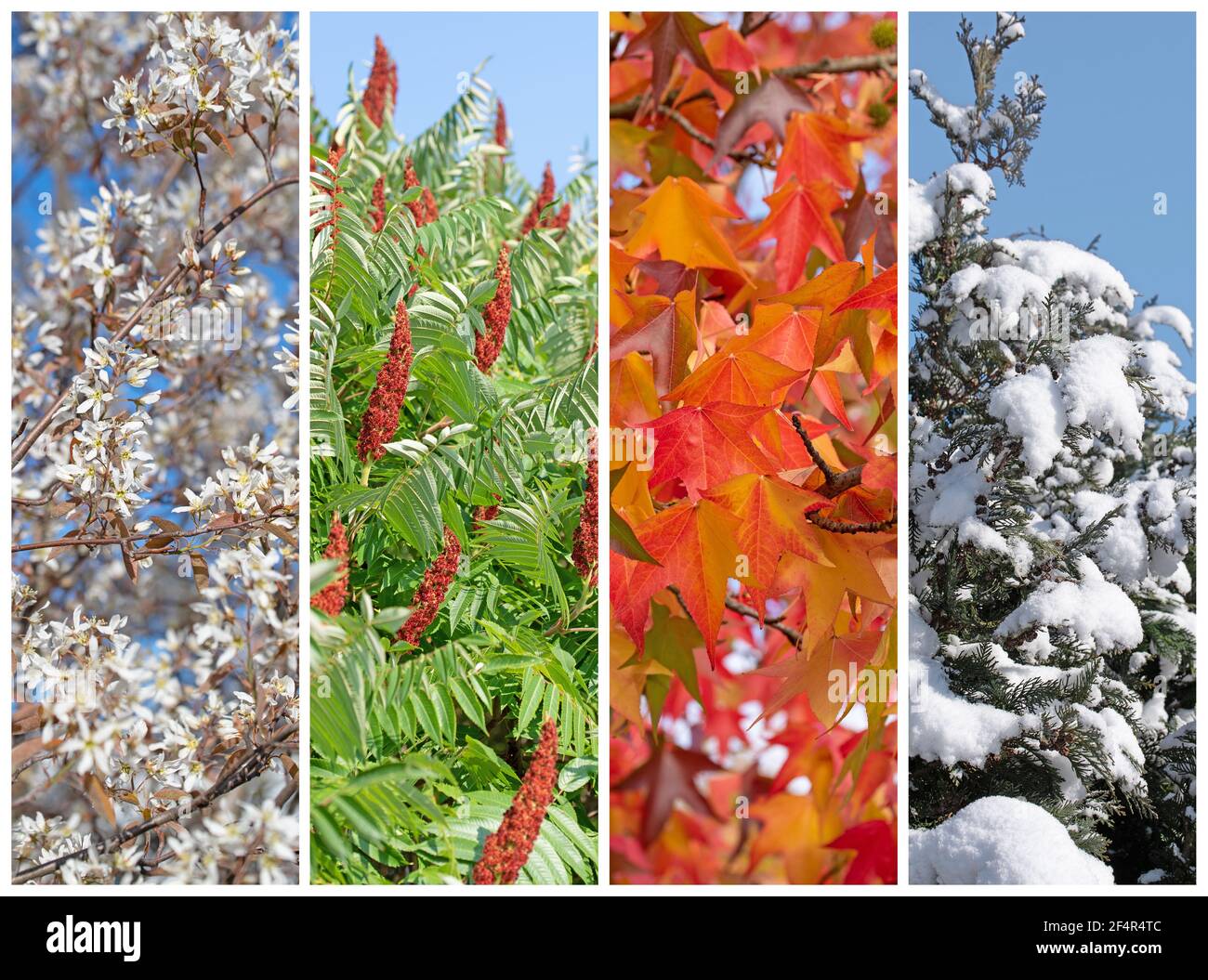 Quatre saisons dans un collage d'arbres Banque D'Images